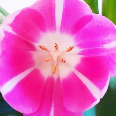 tanjaenderest's profile picture. Mama van de 2 mooiste meiden ter wereld, vrouw van een topman, freelance vormgeefster met pit en dol op alles wat me creatief maakt...