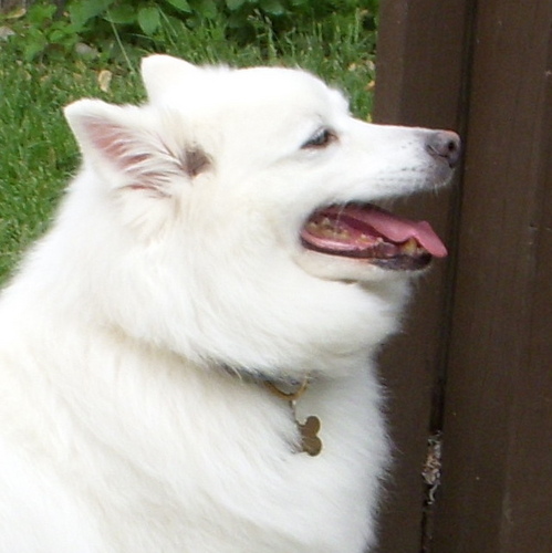 SkoshiDog's profile picture. I'm an American Eskimo dog, also known as an Eskie, who loves to howl at sirens among other fun things