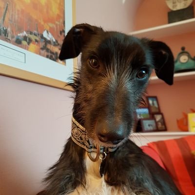 Susan48028909's profile picture. I would love to live in a world where people are kind, tolerant, have empathy for all living beings and celebrate others' differences. Peace and love x