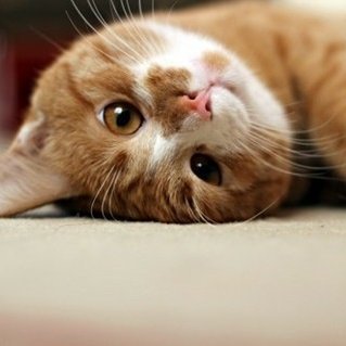 EstherYoung41's profile picture. 修短随化,情随事迁。