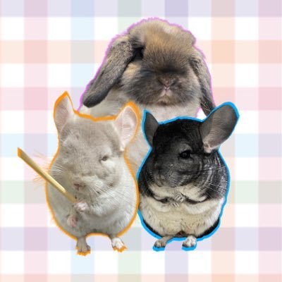 虎千代のプロフィール写真