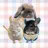 torachiyo__'s profile picture. 飼い主👉虎御前/チンチラ👉虎千代♂, 梵天丸♂,胡麻塩︎︎ ♀/うさぎ👉天麩羅︎︎ ♀,吉法師♂/フクモモ👉ふくちゃん♂