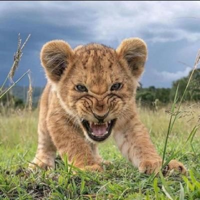 ChineduDimo's profile picture. 