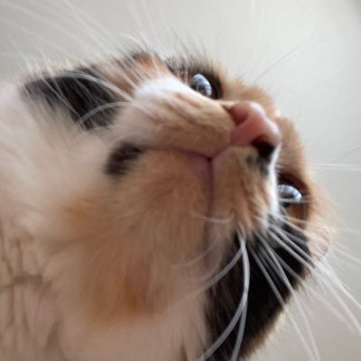 catmarmelo Profile Picture