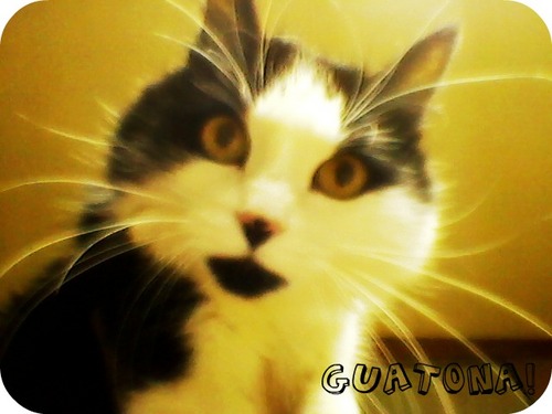 GuatonaMiau's profile picture. Miau Soy Una Gatita Muy Dormilona Y tengo Face Y Twitter MIAUWW! 
Follow me and Follow You! ;D