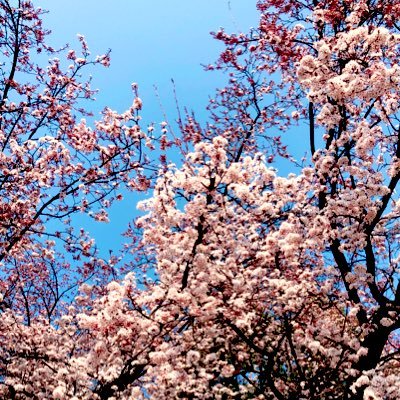 日常の独り言を呟く、日常&趣味垢。現在ほとんど閲覧用。無言フォロー失礼します。20↑です。ジャンル色々雑食の腐った社畜。コミュ症拗らせて人が怖い上ビビり。