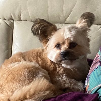 CampsieKarting's profile picture. 