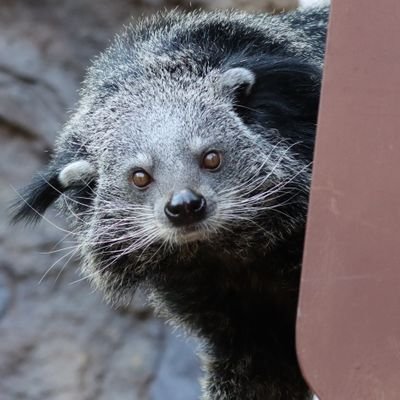 4-fach Katzenmama😻😻😻😻, Binturong-Patin😻, #Köln ❤🤍 🫶🏼
4💉 #Tierschutz #noAfD #fckafd #wirsindmehr #wirsindbunt 💚❤️🤍💛🧡🖤🌈
🇺🇦 #SlavaUkraini 🇪🇺