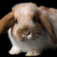 Bunny 🐰(@Larryy_Jones) 's Twitter Profile Photo