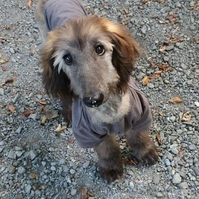 kajikiさんのプロフィール画像