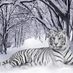 tigar (@tigar008) Twitter profile photo tigar (@tigar008) Twitter profile photo