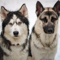 Mishka & Niko (@pawstoadventure) 's Twitter Profile