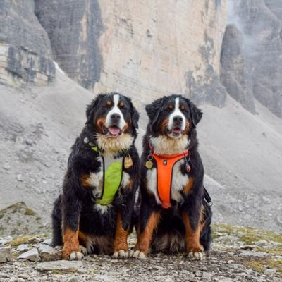 ↬ Fluffy adventurers living in Belgium                                      
↬ Lucy and Marie l 4yo and 1yo l                              Bernese mountain dogs