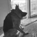 Carlos Rodriguez ♠ (@carlosrdrzalns) Twitter profile photo