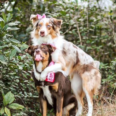 A crazy DogMom and her two Australian Shepherds🐾 Dog Trainer 🐶 Photography📸 trick training and some dog sports 🐕