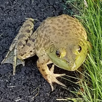 Frogs_Are_Good Profile Picture