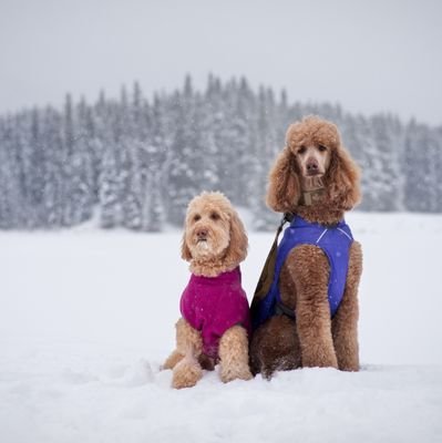 Adventures of Olive the Doodle and Charlie the Poodle!