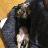 はるな (@crkpxo2sytj4zbo) 's Twitter Profile