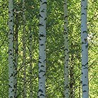 Suomen Metsätieteellinen Seura toimii metsäntutkijoiden ja metsäntutkimuksesta kiinnostuneiden yhdyssiteenä. Mukana myös julkaisumme Metsätieteen aikakauskirja.