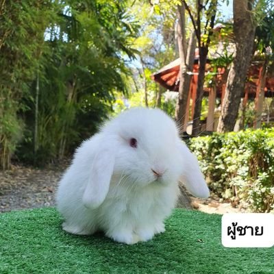 Kookkik_Pawadee's profile picture. 