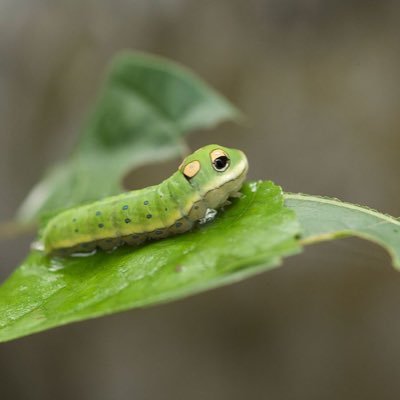 just here to post caterpillars!