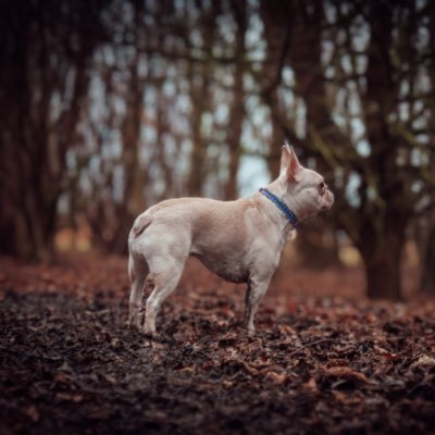 Hi my name is Nelli and I am a Tripaw French bulldog! I was rescued in 2019 by @frenchbulldogsaviours and now live my best life💗