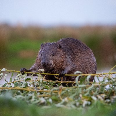 A looking at rewilding in the UK through #photography and #podcasts by Dr Sam Rose - Geographer/Photographer/Podcaster