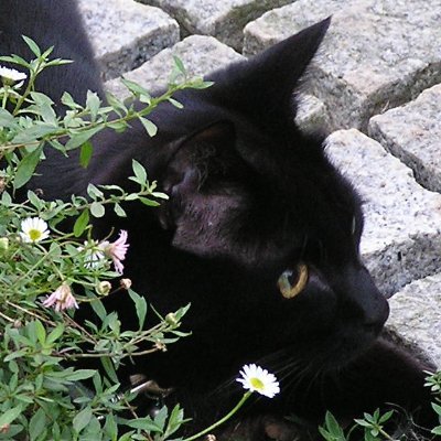 茶キジコ😺🐱😸さんのプロフィール画像