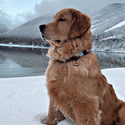 eleven month old AKC golden retriever || big fan of anything that involves food, adventures, or training
