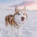 Expedition: Wilder (@expeditionwildr) Twitter profile photo Expedition: Wilder (@expeditionwildr) Twitter profile photo