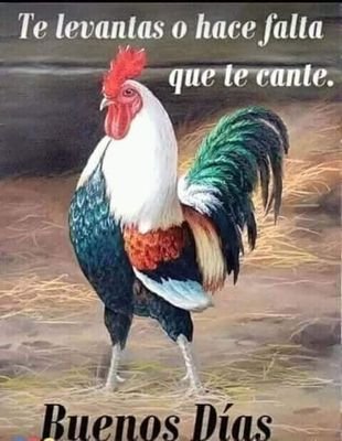 AranaEtxarri's profile picture. 🇪🇦💚👍💪