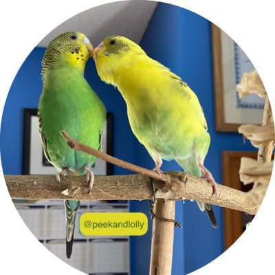 We are two noisy baby budgies living in the office of an author who needs quiet to write. You can follow her @joanmariegalat but we're more fun. #budgies