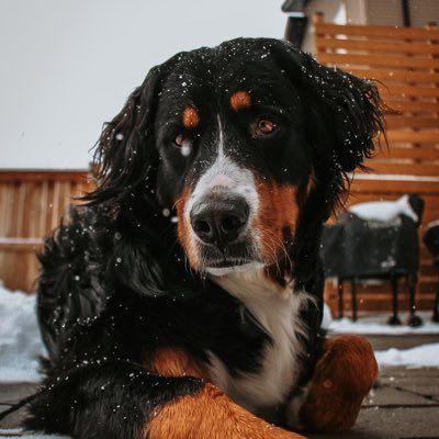 FYNN_theberner Profile Picture