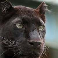 TrustEneji (@enejitrust) 's Twitter Profile