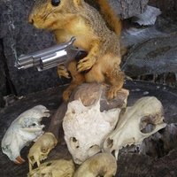 Ragged Armed Banned Squirrel (@armedbanned) Twitter profile photo