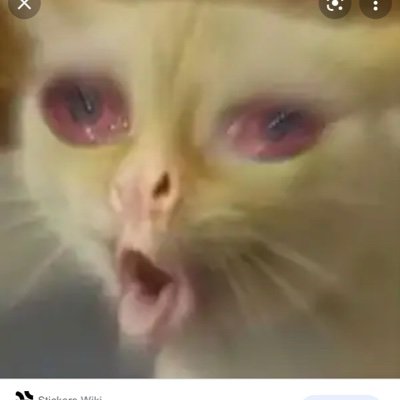 Thekingbear5's profile picture. 