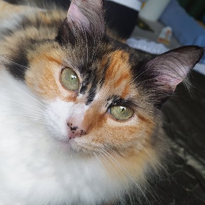 BrunoHan8's profile picture. Apenas quem sabe que sou sabe que me conhece