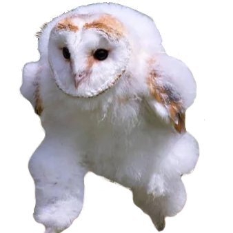 @artic_owl