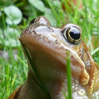 Kikker33436189's profile picture. Ik kwaak de waarheid