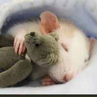 Rossana (@rossana7336) 's Twitter Profile
