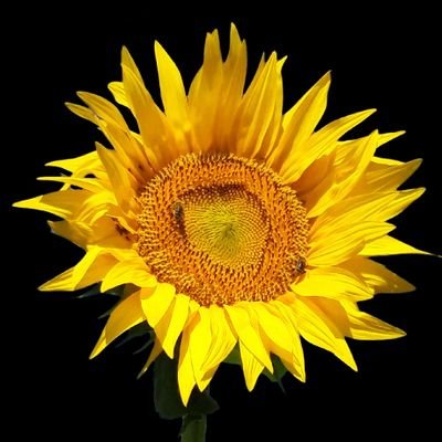 CrisHansonDK's profile picture. Tweets on me #arbejde #decentwork #genderequality #HumanRights #LGBTIQ #SRHR #climatechange #dkaid #dkpol + random, personal stuff in English/Danish. She/her