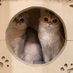 Nastar & Kara (@nastarcheesecat) Twitter profile photo Nastar & Kara (@nastarcheesecat) Twitter profile photo