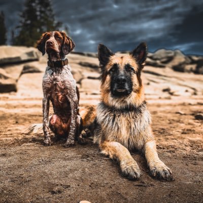 Welcome to the Gunshow 🐾🇺🇸 Ruger • German Shepherd 🐺 Benelli • Brittany Spaniel 🐶 Insta: ruger.and.benelli 📸