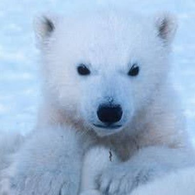 Bear_133's profile picture. 