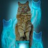 My_unique_petz's profile picture. 🐱cat and animal tricks 🦄 self taught photoshop edits 🎮 I play games on twitch 🫣I just post things I like