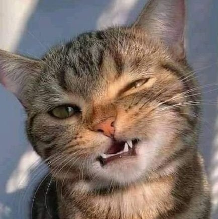 paulatreides44's profile picture. 