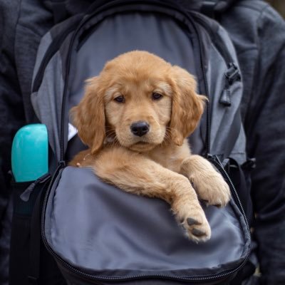 Waffles + Winter // two golden retrievers exploring Texas & beyond