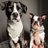 BossyPupper's profile image