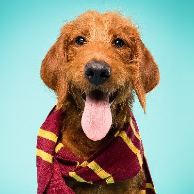 Harry Potter trick dog⚡️Gryffindor 🦁 Sock Enthusiast 🧦 Toronto 🇨🇦 IG & Tiktok: @dobbyisafreedoodle