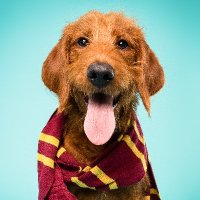 Dobby the Free Dog(@dobbyisafreedog) 's Twitter Profile Photo